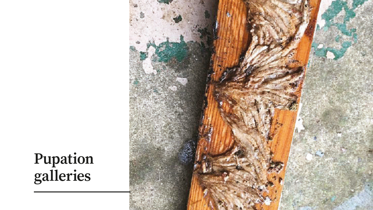Pupation galleries